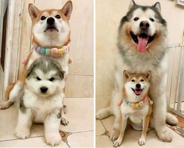 Xem ảnh xong, bạn sẽ tin chó Malamute là những “gã khổng lồ” mặt ngố và hiền khô ảnh 7