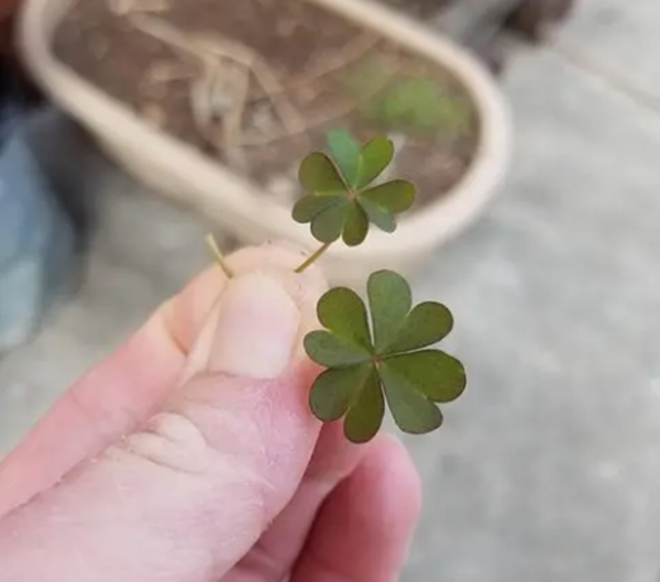 Cuộc sống không phải lúc nào cũng bình thường: Những bức ảnh bất ngờ chứng minh điều đó ảnh 1