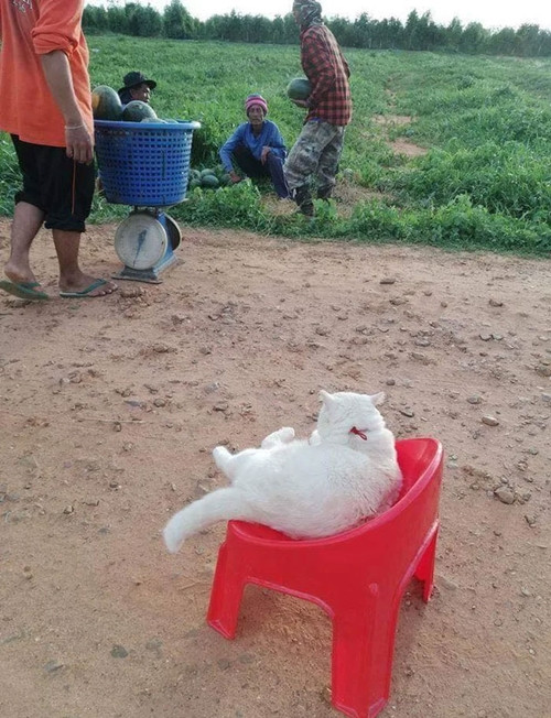 Chú mèo theo chủ đi bán dưa hấu, gườm gườm canh chừng dưa nhưng ai cũng yêu ảnh 3