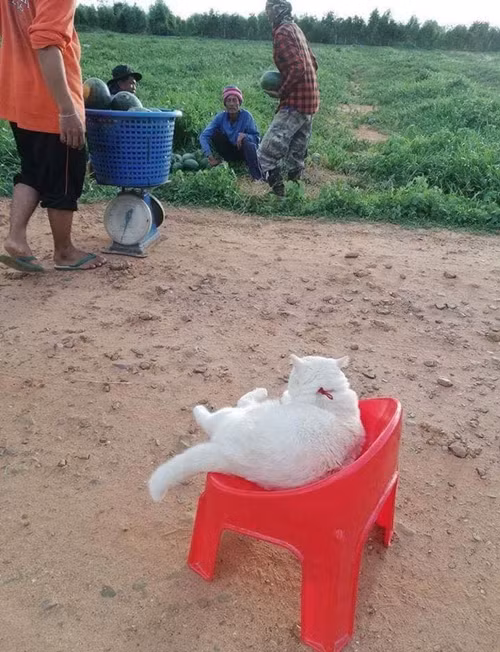Chú mèo theo chủ đi bán dưa hấu, gườm gườm canh chừng dưa nhưng ai cũng yêu ảnh 3