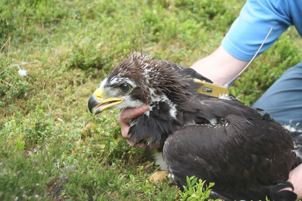 Biểu tượng hồi sinh: Lần đầu sau 240 năm, đại bàng đuôi trắng lại sải cánh trên bầu trời ảnh 2