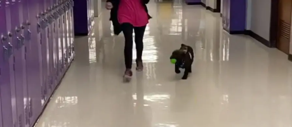 Bảnh như “Boss“: Cảnh khuyển lăn ra ngủ suốt buổi lễ gia nhập, gọi cỡ nào cũng không dậy! ảnh 3