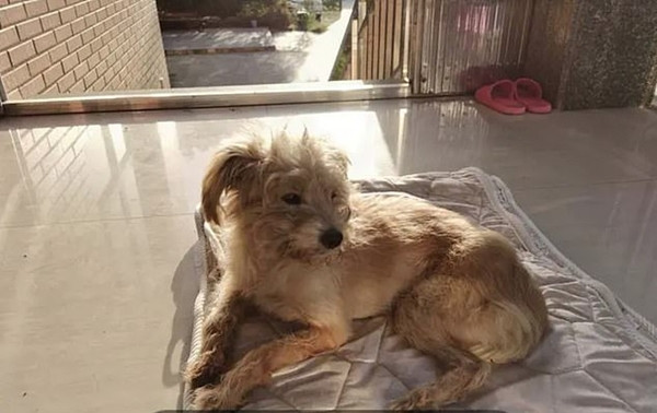 Bị chủ bỏ quên ở cách nhà 60km, chú chó tìm đường suốt gần một tháng để quay về với chủ ảnh 2