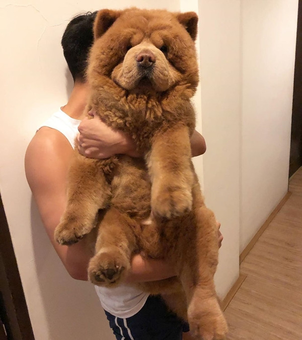 Xem ai mới là “baby”? Mời bạn gặp Chowder - chú chó giống hệt gấu bông siêu to khổng lồ ảnh 3