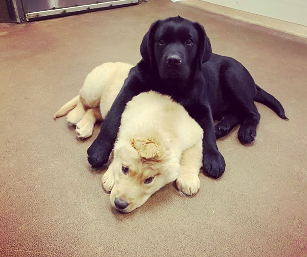 Chú chó một tai trở thành ngôi sao Tik Tok vì trông giống… kỳ lân một sừng! ảnh 3