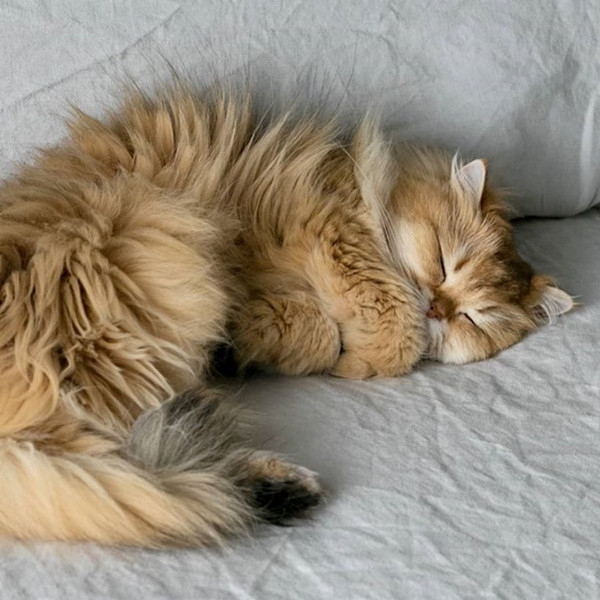 Smoothie - chú mèo không bao giờ có nổi một bức ảnh xấu! ảnh 2