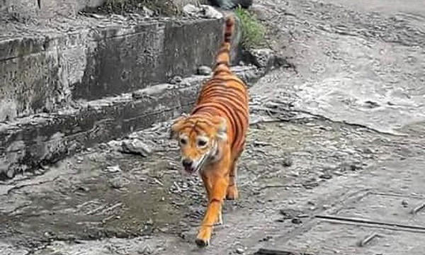 Một chú chó bị nhuộm lông giống hệt con hổ, cư dân mạng không thấy buồn cười, chỉ phẫn nộ ảnh 1