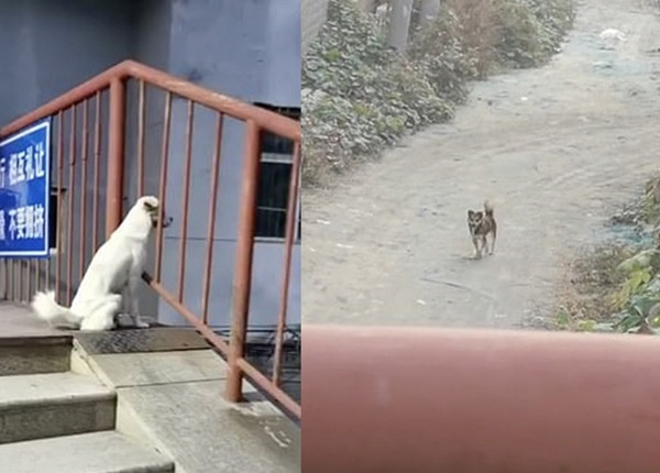 Bị ngăn cách bởi tường rào trường đại học, hai chú chó cứ ngồi đợi nhau kể cả lúc trời mưa ảnh 1