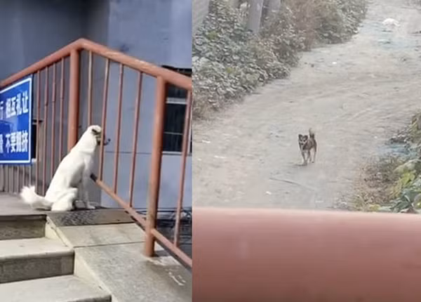 Bị ngăn cách bởi tường rào trường đại học, hai chú chó cứ ngồi đợi nhau kể cả lúc trời mưa ảnh 1