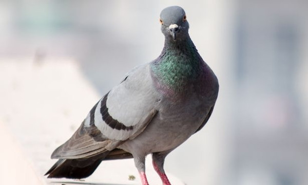 Trung Thu này muốn chụp ảnh trên phố Hàng Mã, teen sẽ mất phí 50.000 đồng/ lần? ảnh 12 Trung Thu này muốn chụp ảnh trên phố Hàng Mã, teen sẽ mất phí 50.000 đồng/ lần? ảnh 12