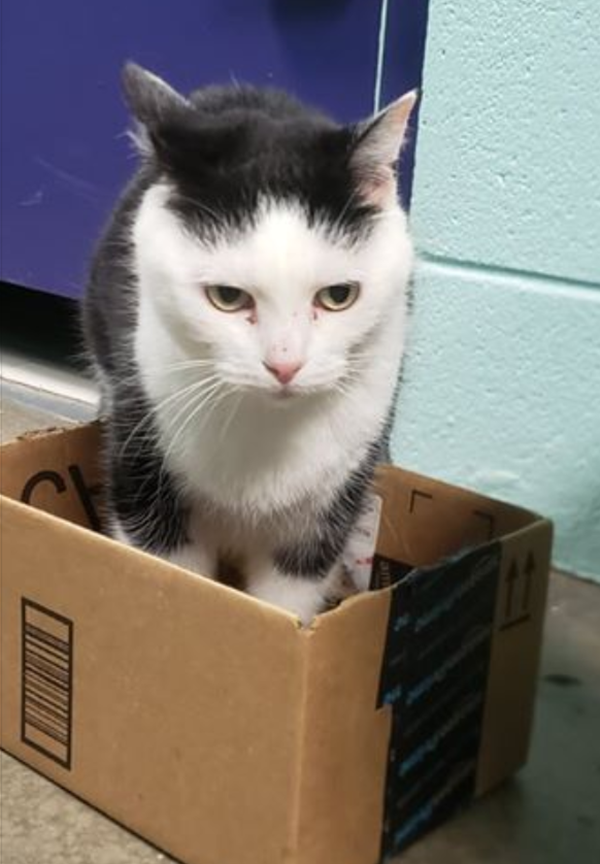 “Chú mèo hư nhất thế giới” Perdita cuối cùng đã được một gia đình nhận nuôi ảnh 4