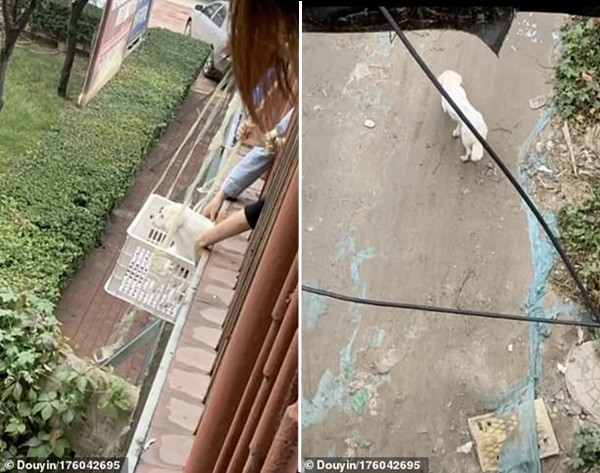 Bị ngăn cách bởi tường rào trường đại học, hai chú chó cứ ngồi đợi nhau kể cả lúc trời mưa ảnh 3