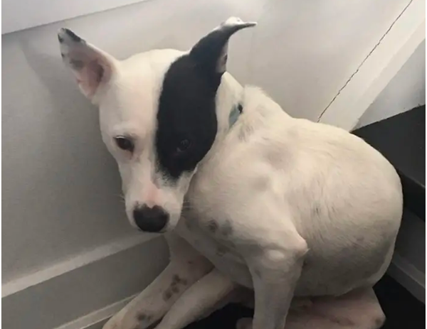 Một người bị bệnh sợ chó đã nhận nuôi một chú chó bị bệnh sợ con người ảnh 3