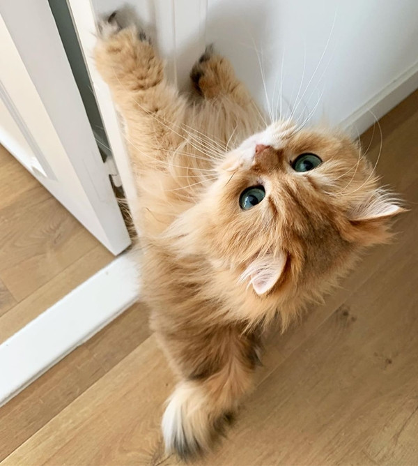 Smoothie - chú mèo không bao giờ có nổi một bức ảnh xấu! ảnh 4