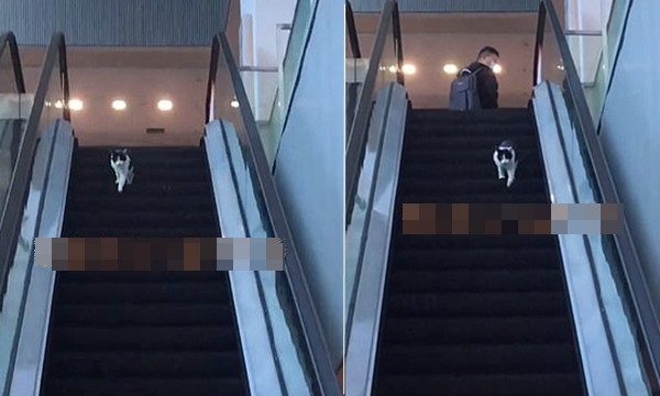 Netizen “tan chảy” với chú mèo rớm nước mắt trước camera an ninh khi bị bỏ lại ở nhà một mình ảnh 2 Netizen “tan chảy” với chú mèo rớm nước mắt trước camera an ninh khi bị bỏ lại ở nhà một mình ảnh 2