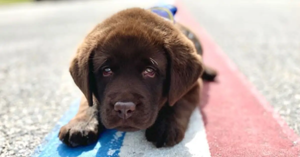 Bảnh như “Boss“: Cảnh khuyển lăn ra ngủ suốt buổi lễ gia nhập, gọi cỡ nào cũng không dậy! ảnh 2