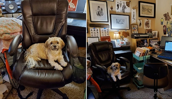 Tha hồ cười: Cộng đồng mạng chia sẻ ảnh học và làm việc ở nhà với thú cưng thời cách ly ảnh 3