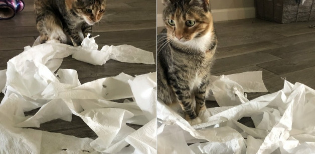 Taylor Swift cùng cộng đồng mạng tham gia trào lưu mới: Chia sẻ ảnh “mèo bị cách ly” ảnh 2