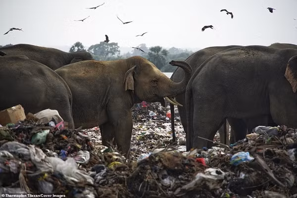 Con người đổ hết rác vào rừng, khiến đàn voi phải ăn rác, ăn rất nhiều túi nylon, đồ nhựa ảnh 1