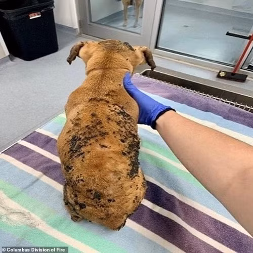 Thanh niên nhẫn tâm đốt cái chuồng bằng nhựa, mặc dù chú chó nhỏ của mình ở trong chuồng ảnh 2