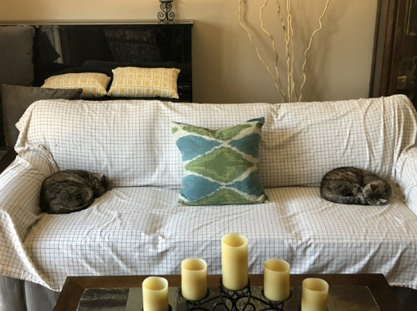 Taylor Swift cùng cộng đồng mạng tham gia trào lưu mới: Chia sẻ ảnh “mèo bị cách ly” ảnh 5