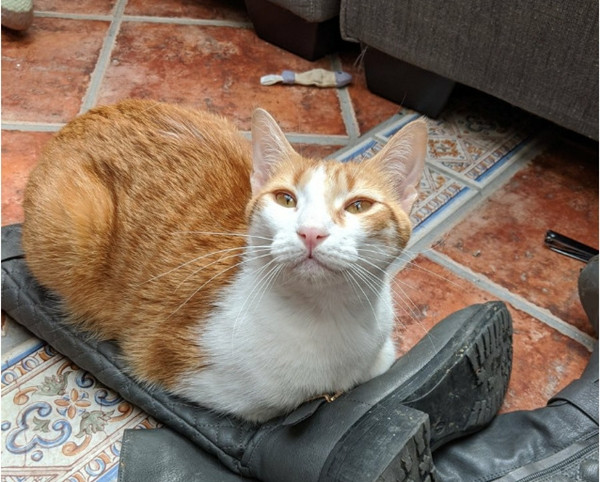 Taylor Swift cùng cộng đồng mạng tham gia trào lưu mới: Chia sẻ ảnh “mèo bị cách ly” ảnh 1