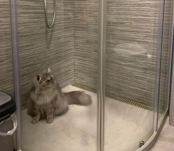 Taylor Swift cùng cộng đồng mạng tham gia trào lưu mới: Chia sẻ ảnh “mèo bị cách ly” ảnh 4