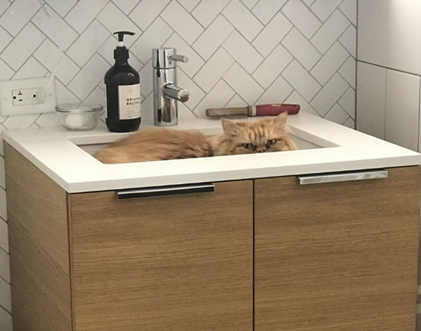 Taylor Swift cùng cộng đồng mạng tham gia trào lưu mới: Chia sẻ ảnh “mèo bị cách ly” ảnh 7