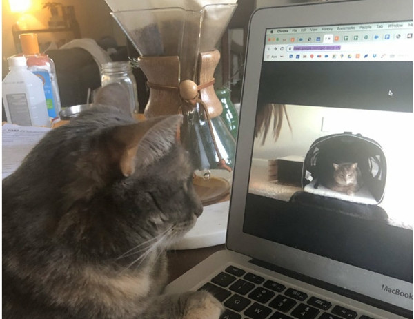 Taylor Swift cùng cộng đồng mạng tham gia trào lưu mới: Chia sẻ ảnh “mèo bị cách ly” ảnh 8