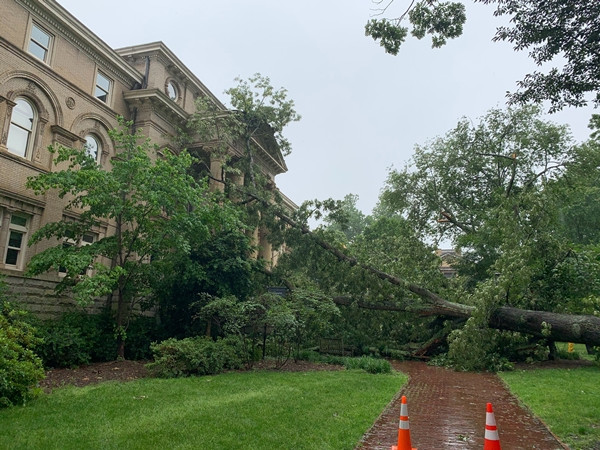 Nhiều cây cổ thụ đổ trong vài ngày, có cả cây lớn ở trường đại học, đây là “lời cảnh báo“? ảnh 2