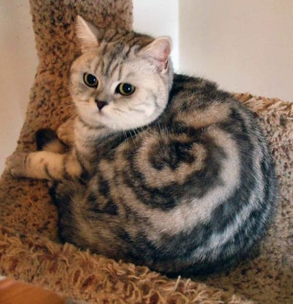 10 bạn mèo có bộ lông quá độc: Hình trái tim trên người, mang “mặt nạ Người Dơi”... ảnh 11