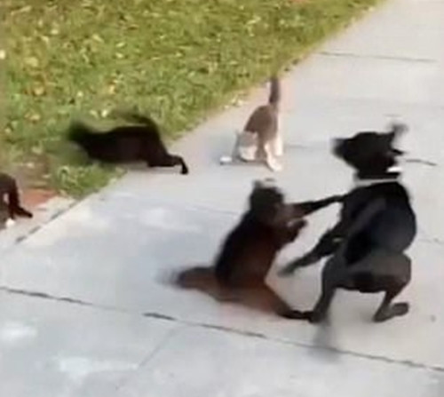 Can đảm hơn là thắng: “Team” mèo đường phố khiến chó to cũng sợ chạy mất hút ảnh 3