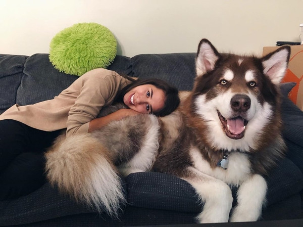 Xem ảnh xong, bạn sẽ tin chó Malamute là những “gã khổng lồ” mặt ngố và hiền khô ảnh 3