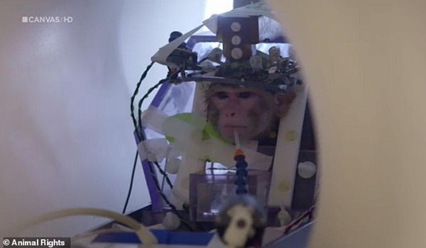 Trường đại học Bỉ gây phẫn nộ vì làm thí nghiệm tàn nhẫn dùng xi-măng gắn ống vào đầu khỉ ảnh 2
