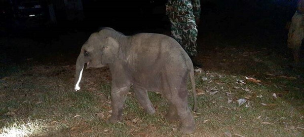 Chú voi con bị xe máy tông khi sang đường, may gặp được bác sĩ thực hiện hồi sức cứu sống ảnh 2