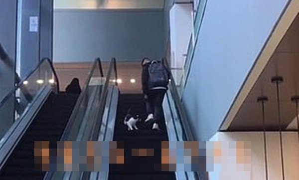 Chỉ là chú mèo chạy nhầm chiều thang cuốn vậy mà hơn 6 triệu người xem, lý do là gì vậy? ảnh 2