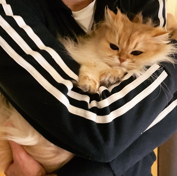 Smoothie - chú mèo không bao giờ có nổi một bức ảnh xấu! ảnh 6