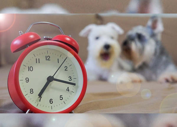 5 sai lầm rất nhiều người thường mắc phải khi tự luyện thi IELTS ở nhà ảnh 2