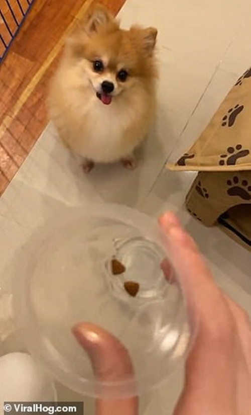 Clip cún yêu giận dỗi đá văng tô thức ăn vì bị chủ “troll” thu hút hơn 20 triệu lượt xem ảnh 1