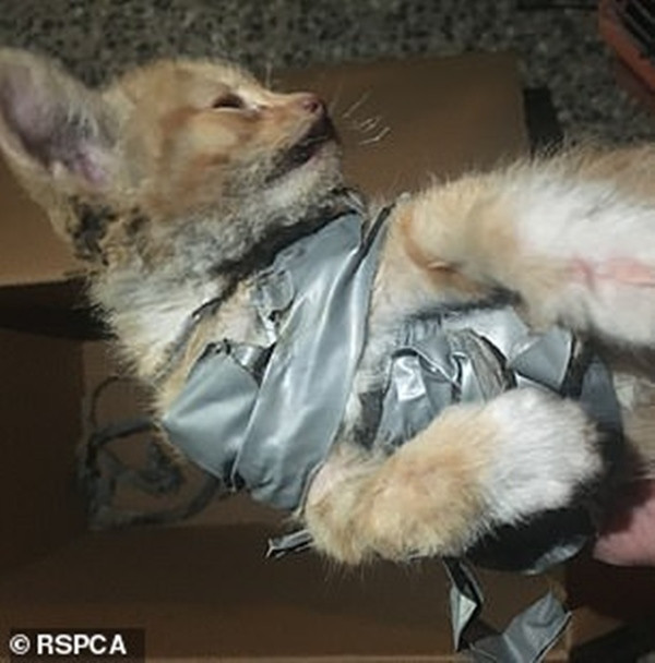 Kinh hoàng khi một chú mèo con bị quấn pháo vào người, đốt cho bỏng và vứt vào thùng rác ảnh 2
