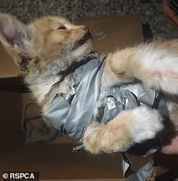 Kinh hoàng khi một chú mèo con bị quấn pháo vào người, đốt cho bỏng và vứt vào thùng rác ảnh 2