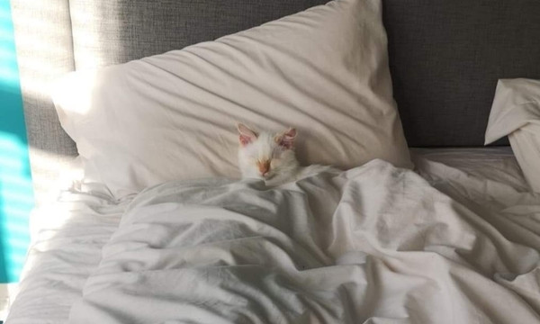 Ảnh chú mèo trên mây nhận 1,4 triệu like này là thật chứ không phải ghép, sao kỳ lạ vậy? ảnh 3