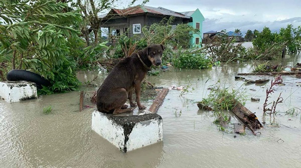 Bão Molave (bão số 9) sắp vào Việt Nam đã có sức tàn phá thế nào khi đi qua Philippines? ảnh 5