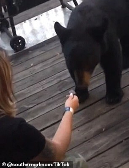 Cho gấu ăn dưa hấu rồi chụp ảnh khoe trên mạng, cô gái không biết mình đối diện hậu quả gì ảnh 3