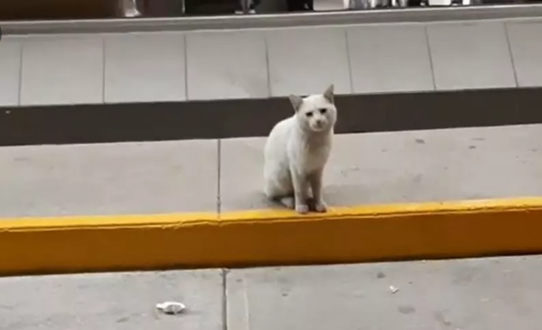 Chú mèo hoang thông minh “dụ” một người mua thức ăn cho mình, rồi được nhận nuôi luôn ảnh 1