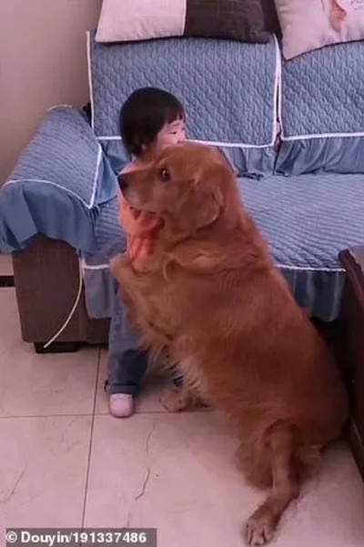 Chú chó bảo vệ cô bé bị mẹ mắng dễ thương thế này, tại sao lại bị cộng đồng mạng nghi ngờ? ảnh 2
