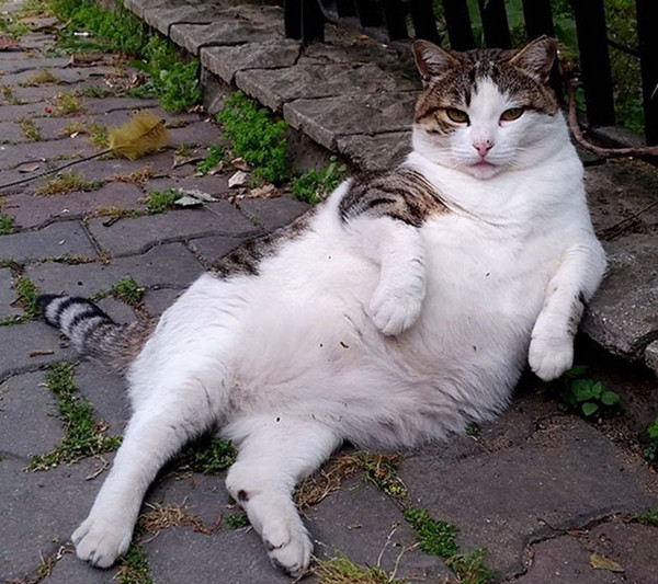 Lý do khiến chú mèo hoang trở nên nổi tiếng và được dựng hẳn tượng đồng giữa thành phố ảnh 2