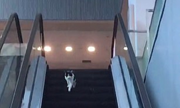 Chỉ là chú mèo chạy nhầm chiều thang cuốn vậy mà hơn 6 triệu người xem, lý do là gì vậy? ảnh 1