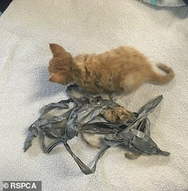 Kinh hoàng khi một chú mèo con bị quấn pháo vào người, đốt cho bỏng và vứt vào thùng rác ảnh 3