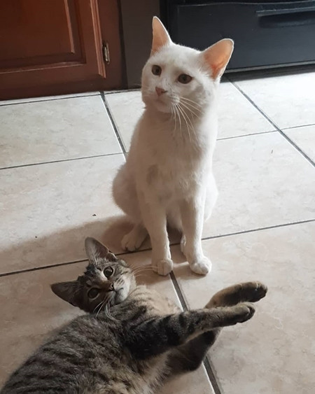 Chú mèo hoang thông minh “dụ” một người mua thức ăn cho mình, rồi được nhận nuôi luôn ảnh 6